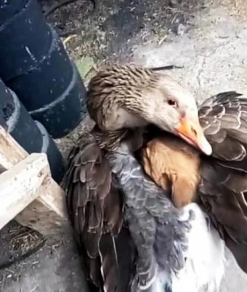 Tiny Puppy Left in the Cold Rescued by an Unexpected Guardian