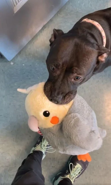 Stray Pit Bull Finds Comfort In Her Plush Toy Collection While Waiting For A Forever Home