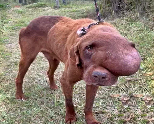 Pregnancy on the Streets: An Amazing Story of a Stray Dog’s Triumphant Recovery