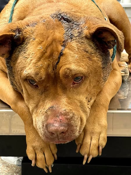 I still remember the last look of the man who abandoned me in the middle of a beating” – Indelible memories of a dog betrayed by his own owner.