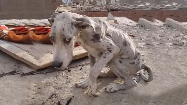 Hungry Dog Eats Stones To Stay Alive