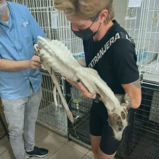 Rebirth of Resilience: An Emaciated Pup’s Unforgettable Quest for Recovery