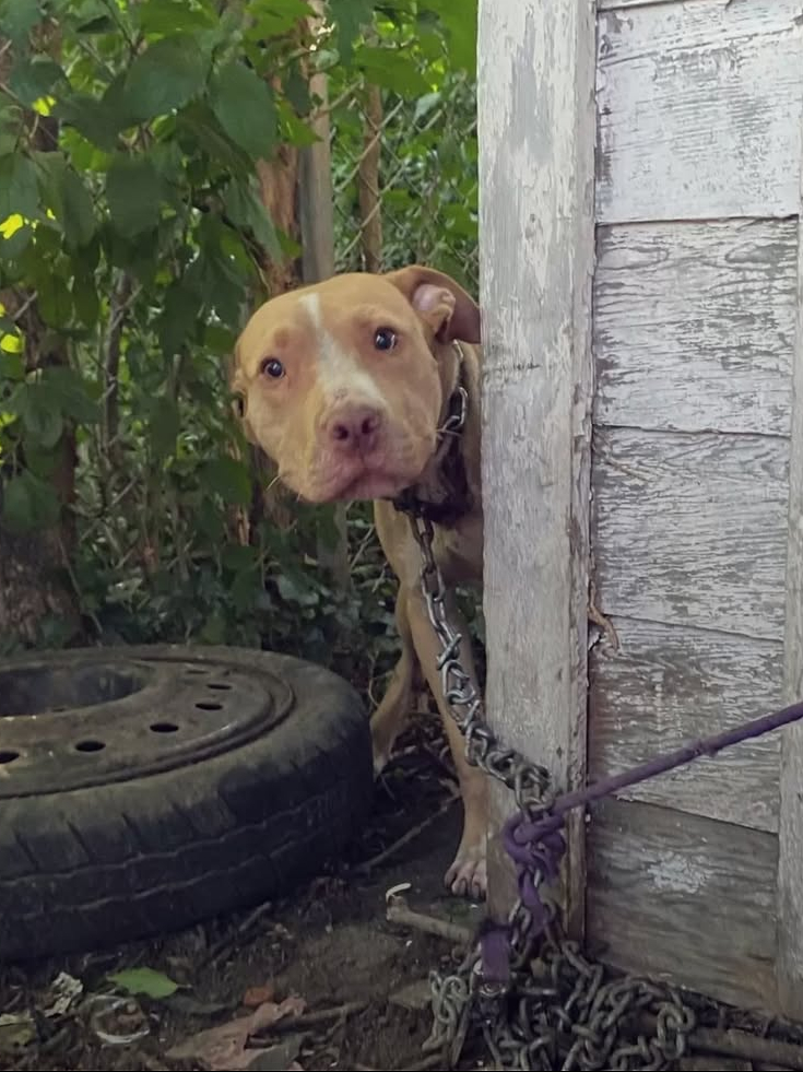 Heartbroken Dog Chained in Abandoned Backyard Can’t Believe He’s‎ Finally‎ Saved