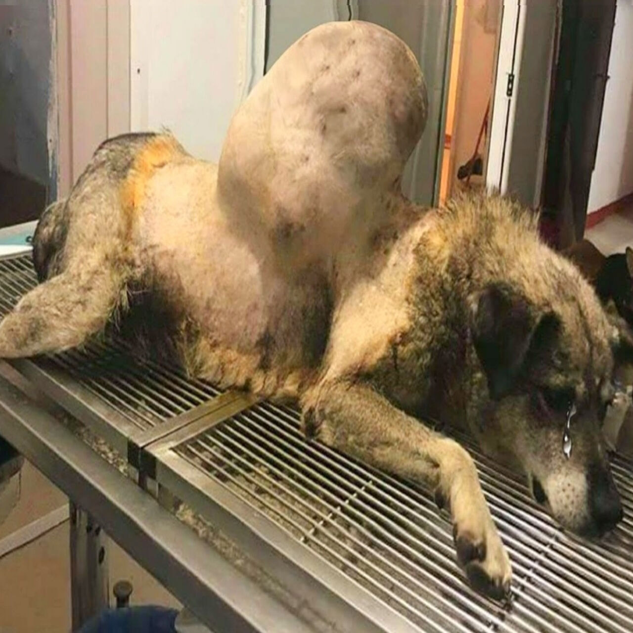 Terrified and Alone with a Massive Tumor, This Stray Dog Finally Found Hoрe