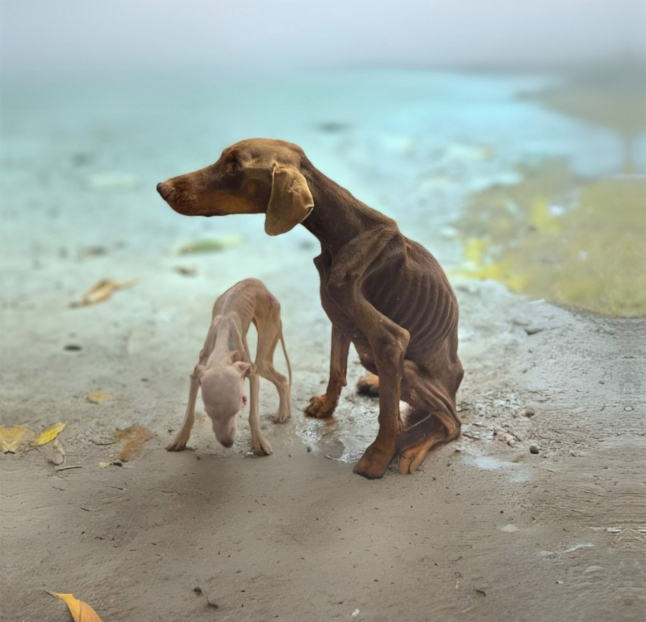 They were Locked Up, Starved and Begged to be saved – Try Not to Cry