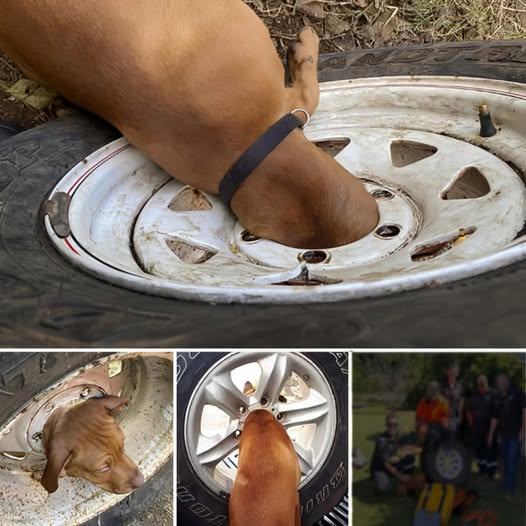 Gripped by the Tire: A Heart-Stopping Tale of a Dog’s Harrowing Ordeal, Unveiling a Thrilling Journey of Perseverance, Survival, and Unfathomable Redemption