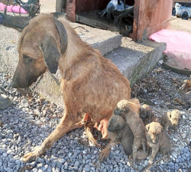 A Mother’s Final Wish: The Dog Who Gave Everything for Her Puppies