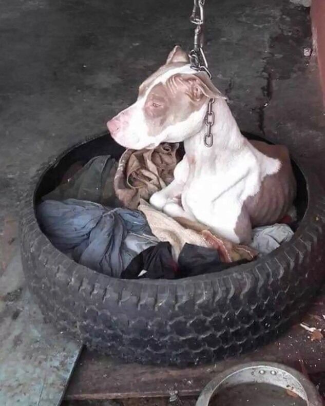 Dog chained to post can’t even rest head – then animal hero decides there’s only one thing to do