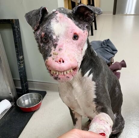 Rescue dog with autoimmune disease that proved beauty comes from within has sadly passed away