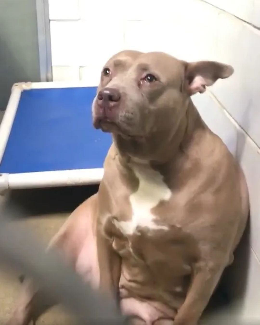 Pitbull Mom Can’t Hold Back Tears After Being Abandoned Without Her Puppies