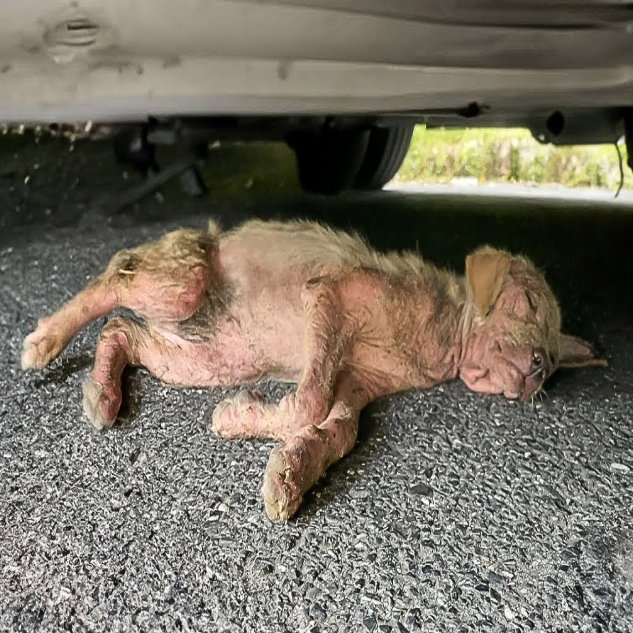 Left to D.ie Under a Car, Dog Battles Back from the Brink in a 10-Month Recovery