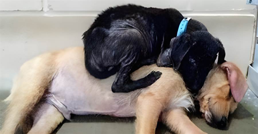 Friendship of two sick dogs that would have been death saved their lives and found comfort and warmth