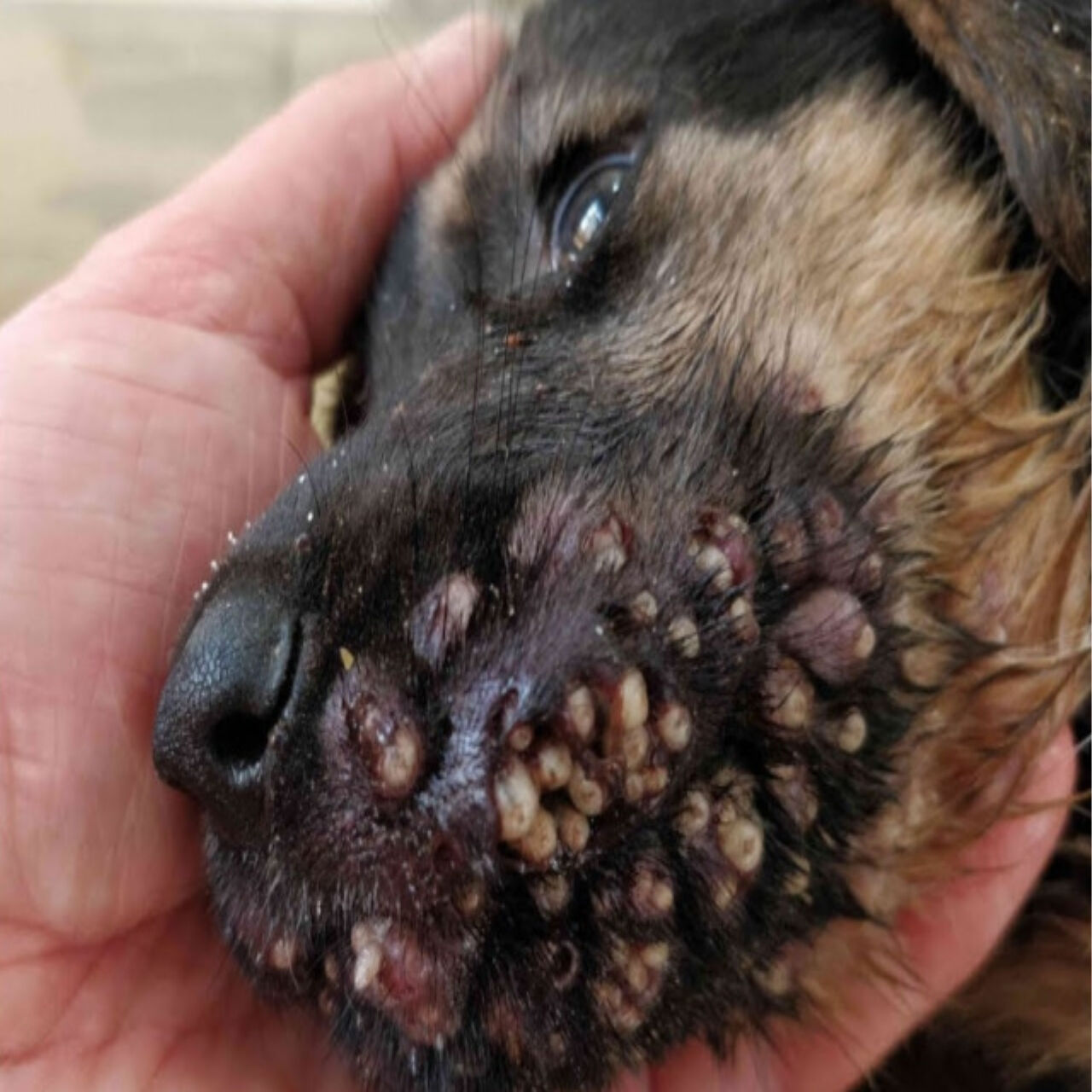 Protect Your Pup: Preventing Dangerous Parasite Attacks and Dental Issues