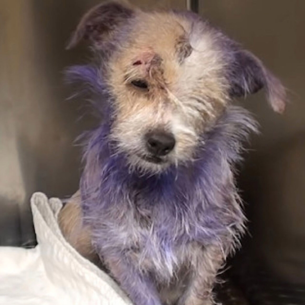 From Trauma to Triumph: Violet’s Inspiring Journey of Healing and Hope