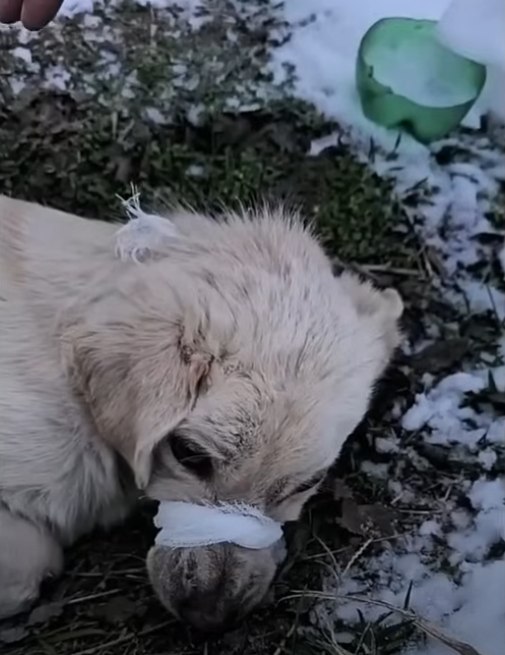 A Stray Dog’s Quiet Victory Under a Cardboard Shelter