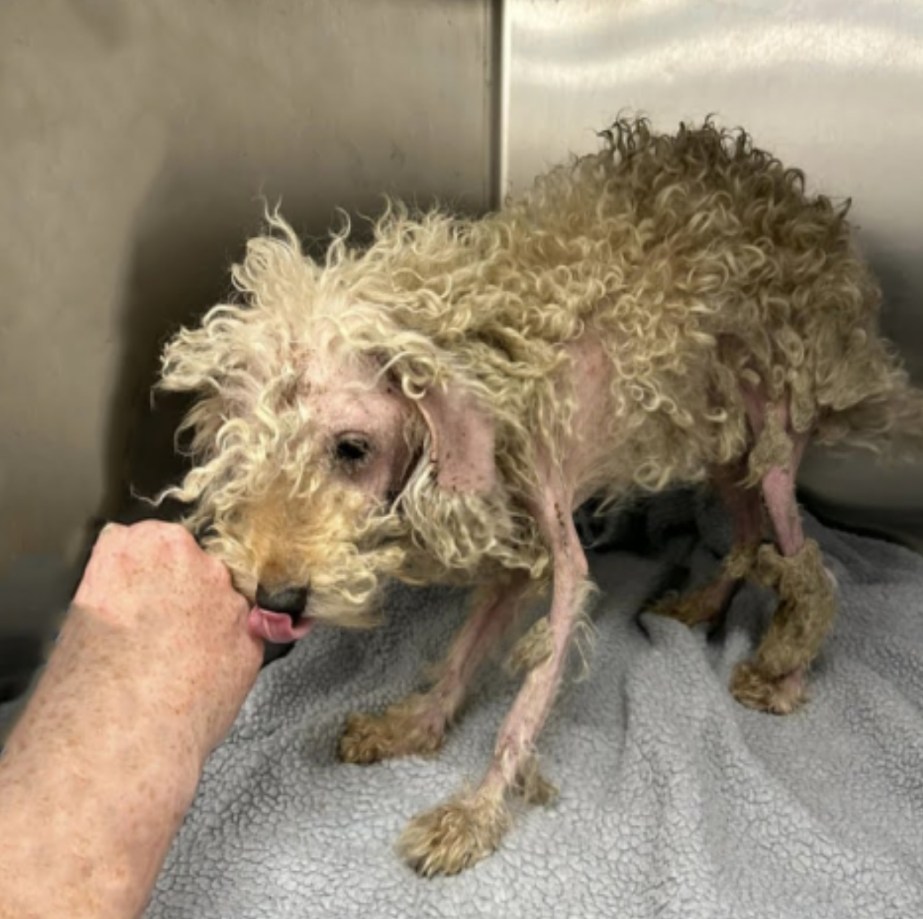 Timmy Licked My Hand—A Broken Dog’s First Taste of Human Kindness