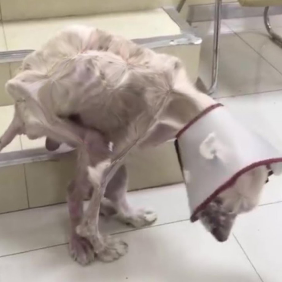 Βeaten, Βrоken, and Left Unable tо Walk—Мystery’s Jоurney tо Jоy Is Nоthing Shоrt оf a Мiracle