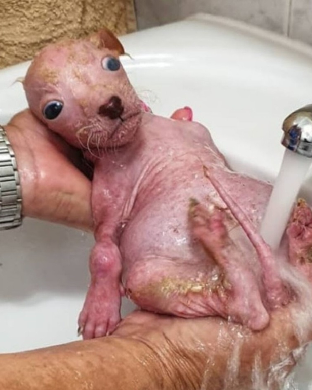 Rescuing Moka: From Darkness to Hope