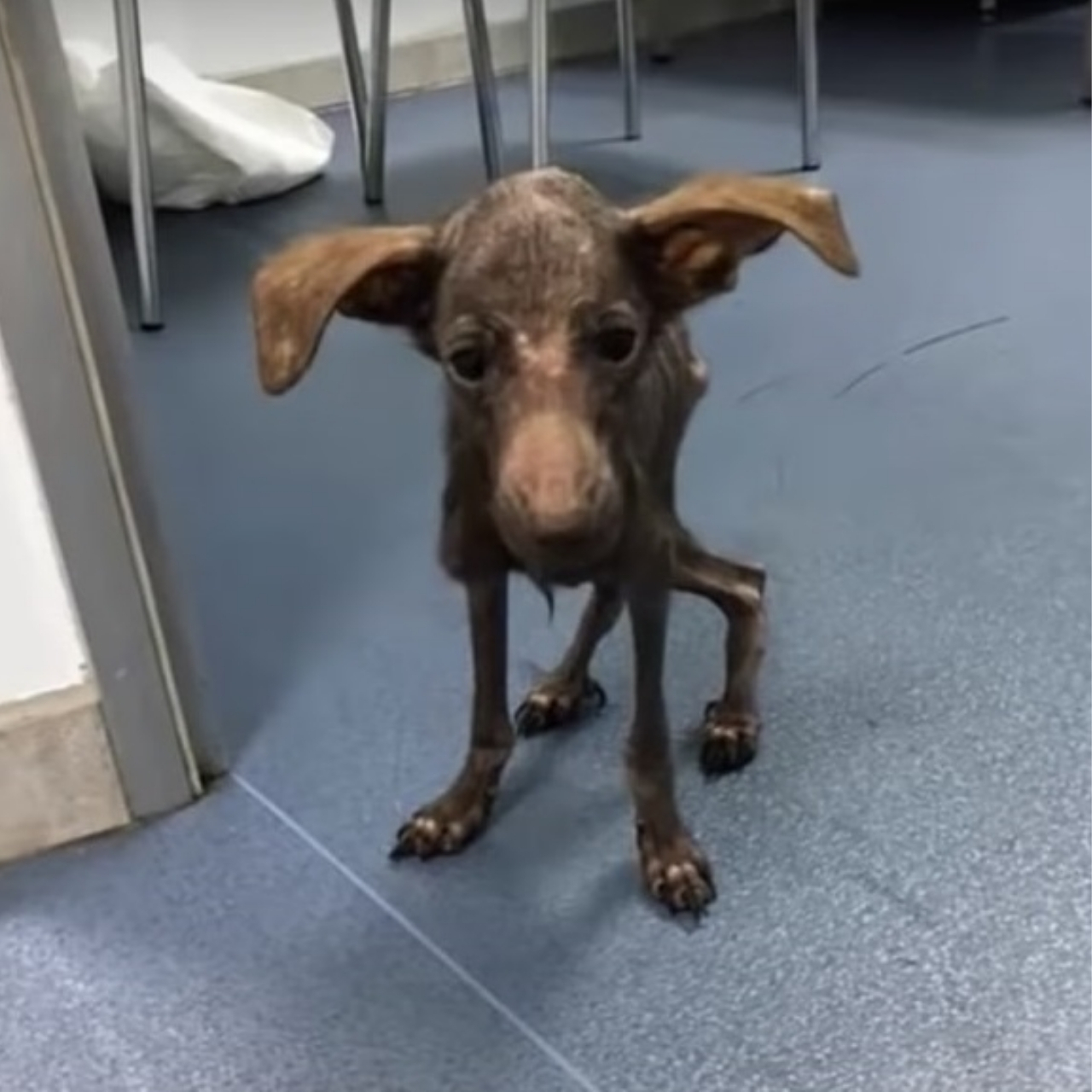 Rescued Dog’s Heartwarming Transformation: From Starvation to Joyful Puppy with a Loving Family