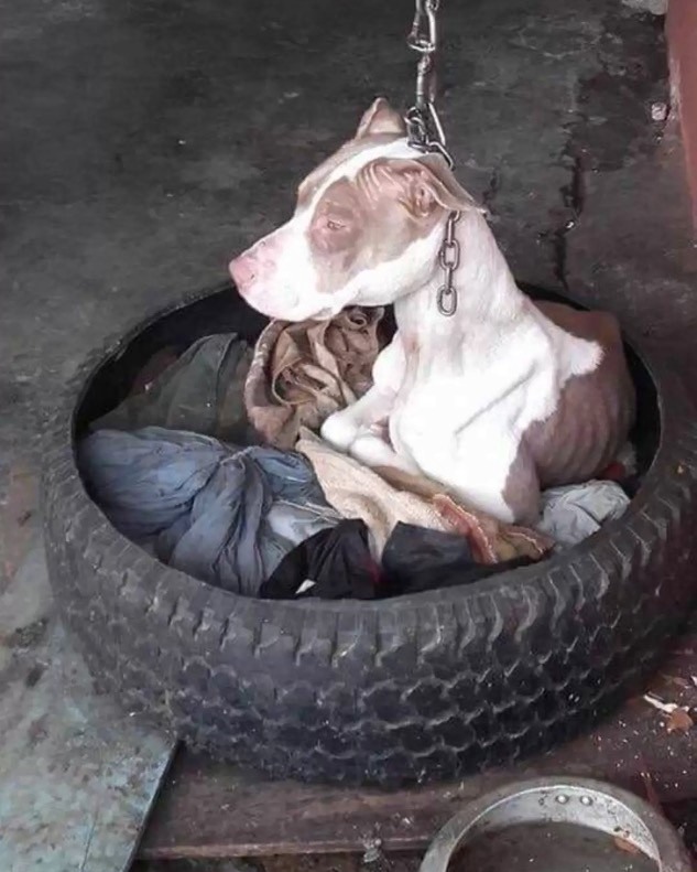 Dog chained to post can’t even rest head – then animal hero decides there’s only one thing to do