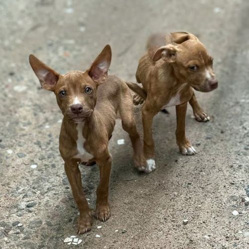 From Abandonment to Affection: Rescued Puppies Find Hope and Healing on Mountain Road