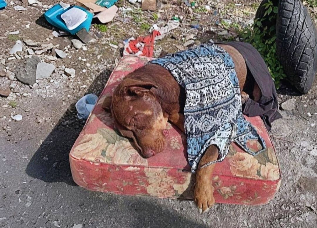 A Dog Named Julio Finds His Way Home, Three Legs and All