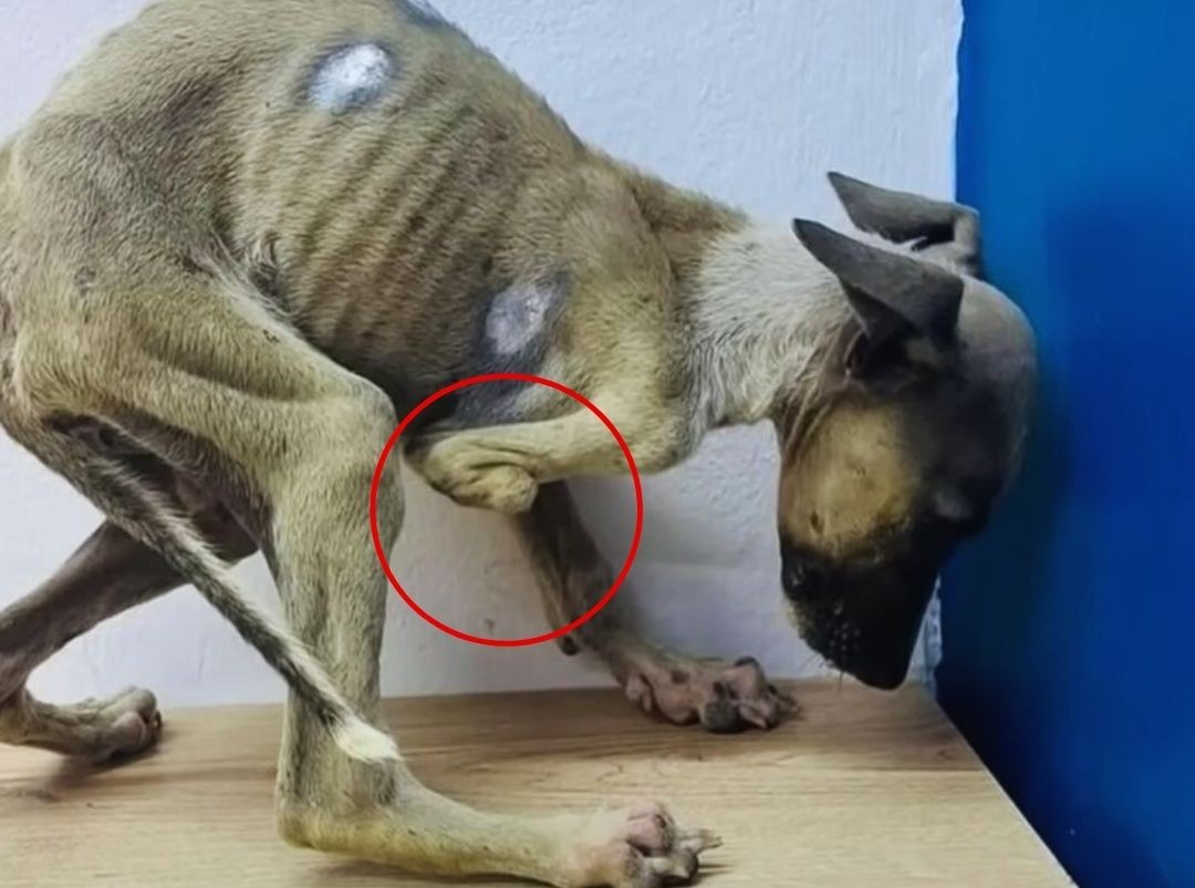 A Puppy’s Quiet Triumph Over Hunger and Pain