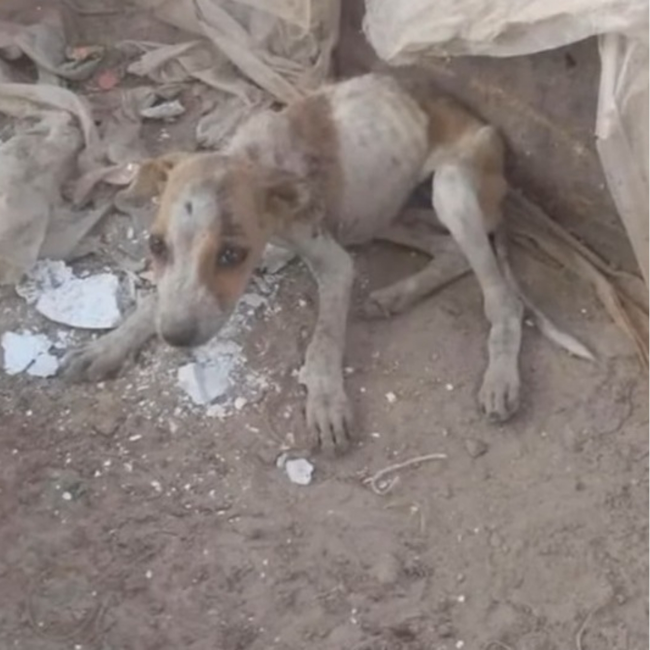 Abandoned Puppy Rescued from Brink of Death Finds a New Family and Future