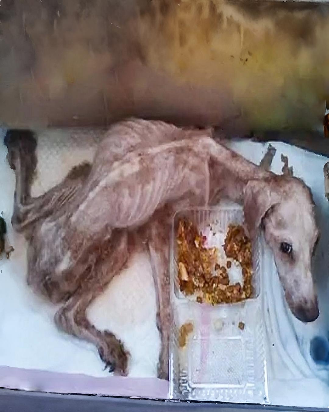 Abandoned for Two Years, Loyal Dog Waited Alone in Emрty House