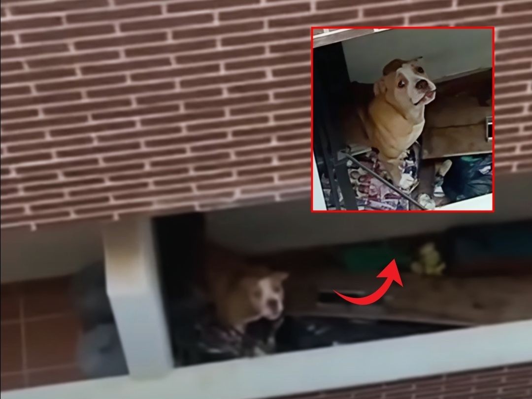 A Dog’s Quiet Wait for Kindness on a Forgotten Terrace