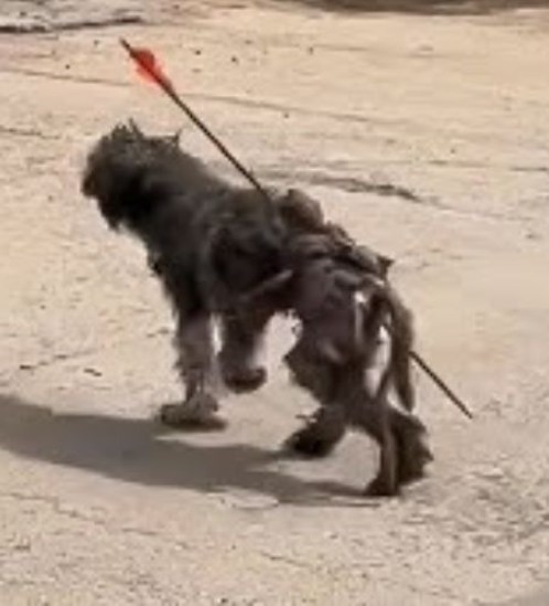 Rescued Dog’s Journey: From Suffering to Hope and Healing