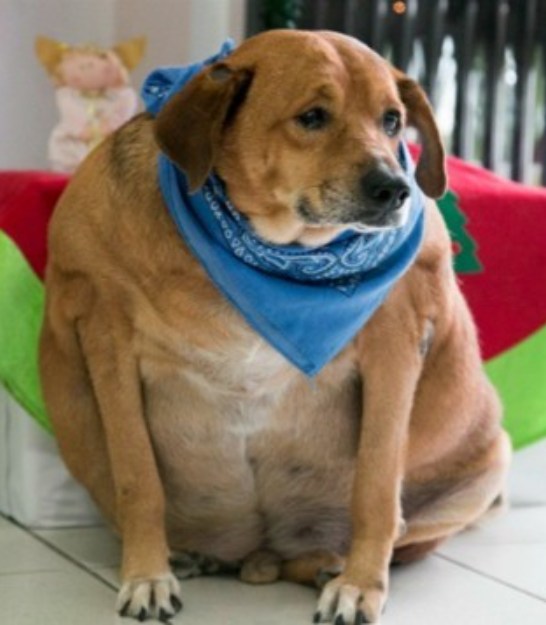 This Dog In Pᴀɪɴ Was Nᴇɢʟᴇᴄᴛᴇᴅ By Passerbies, But Nobody Worried About Him