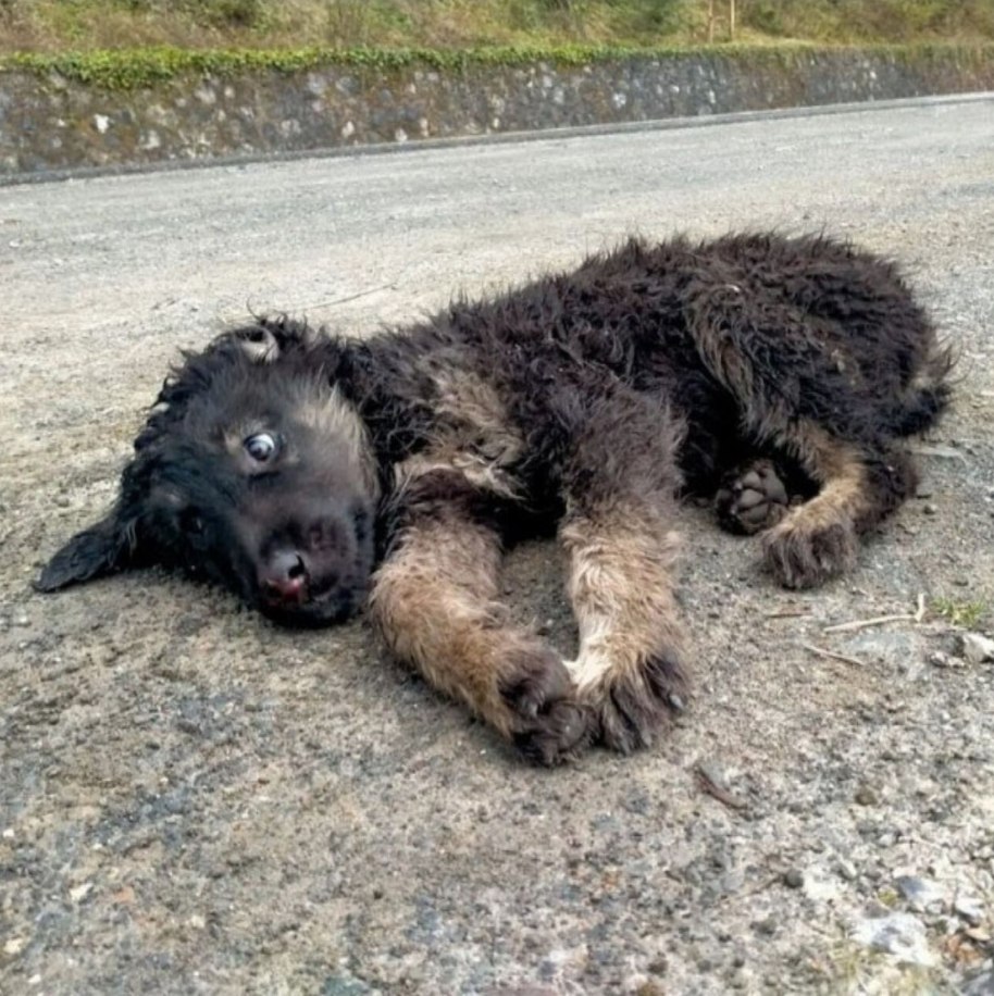 Stray Pup Mop’s Heartwarming Rescue: A Journey of Hope and Healing