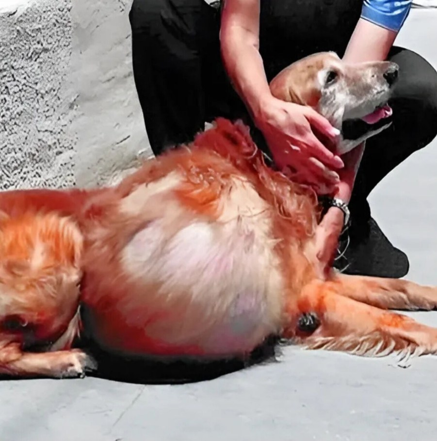 Abandoned with a 46-Pound Tumor, This Golden Retriever Finally Found Love Before His Final Goodbye