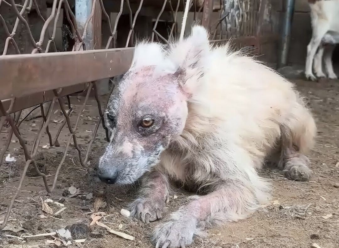 A Gentle Soul Reborn: A Dog’s Quiet Journey to Trust