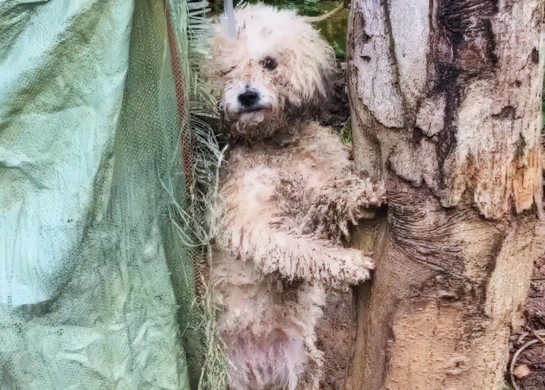 A Dog’s Silent Plea Carried Him from Chains to a Home of Love