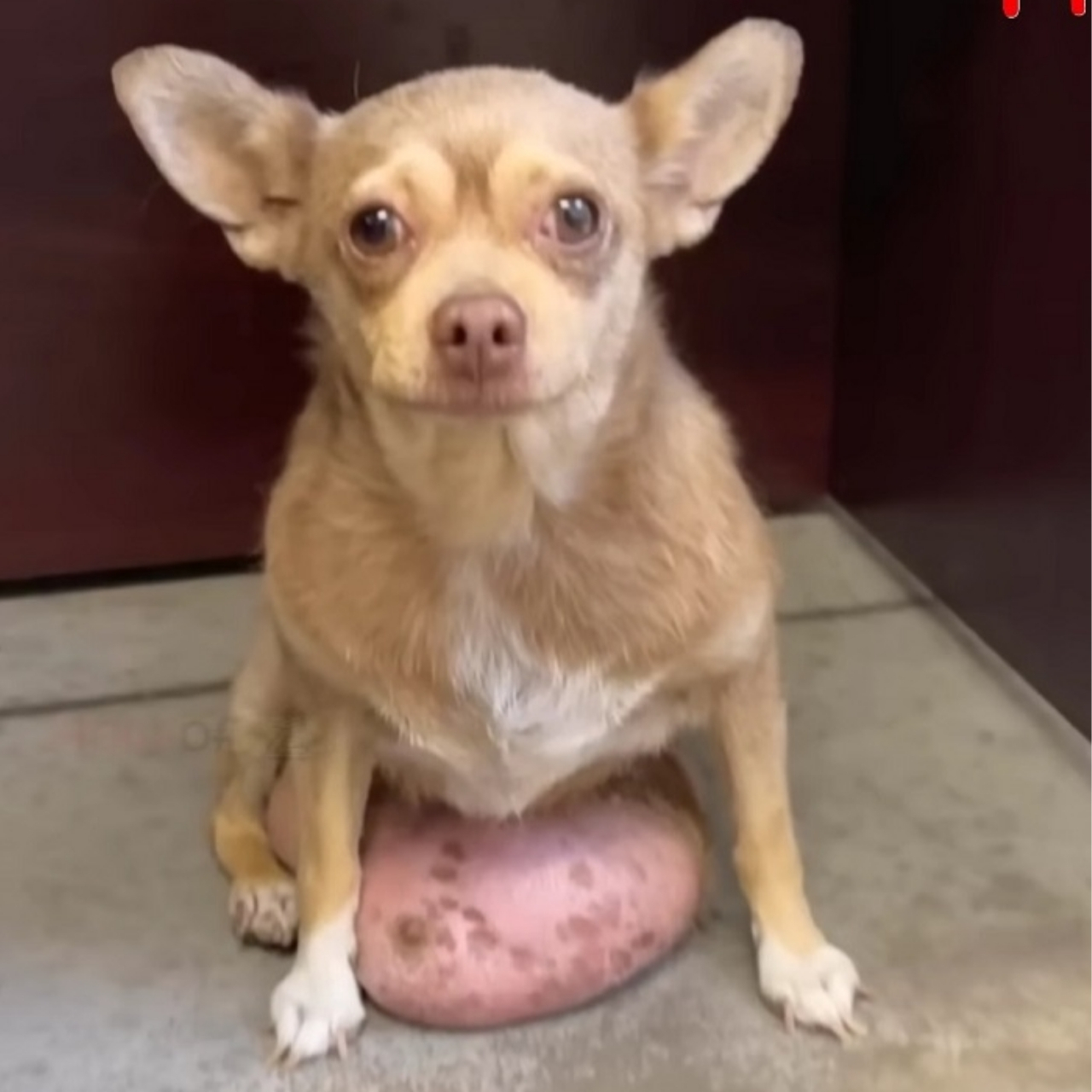 Abandoned Dog Sassy Finds Love and Transformation After Life-Saving Surgery