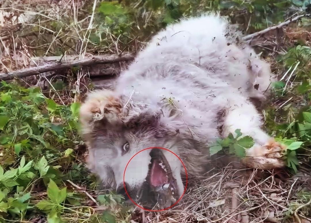 A Dog Named Duke Finds His Way Home