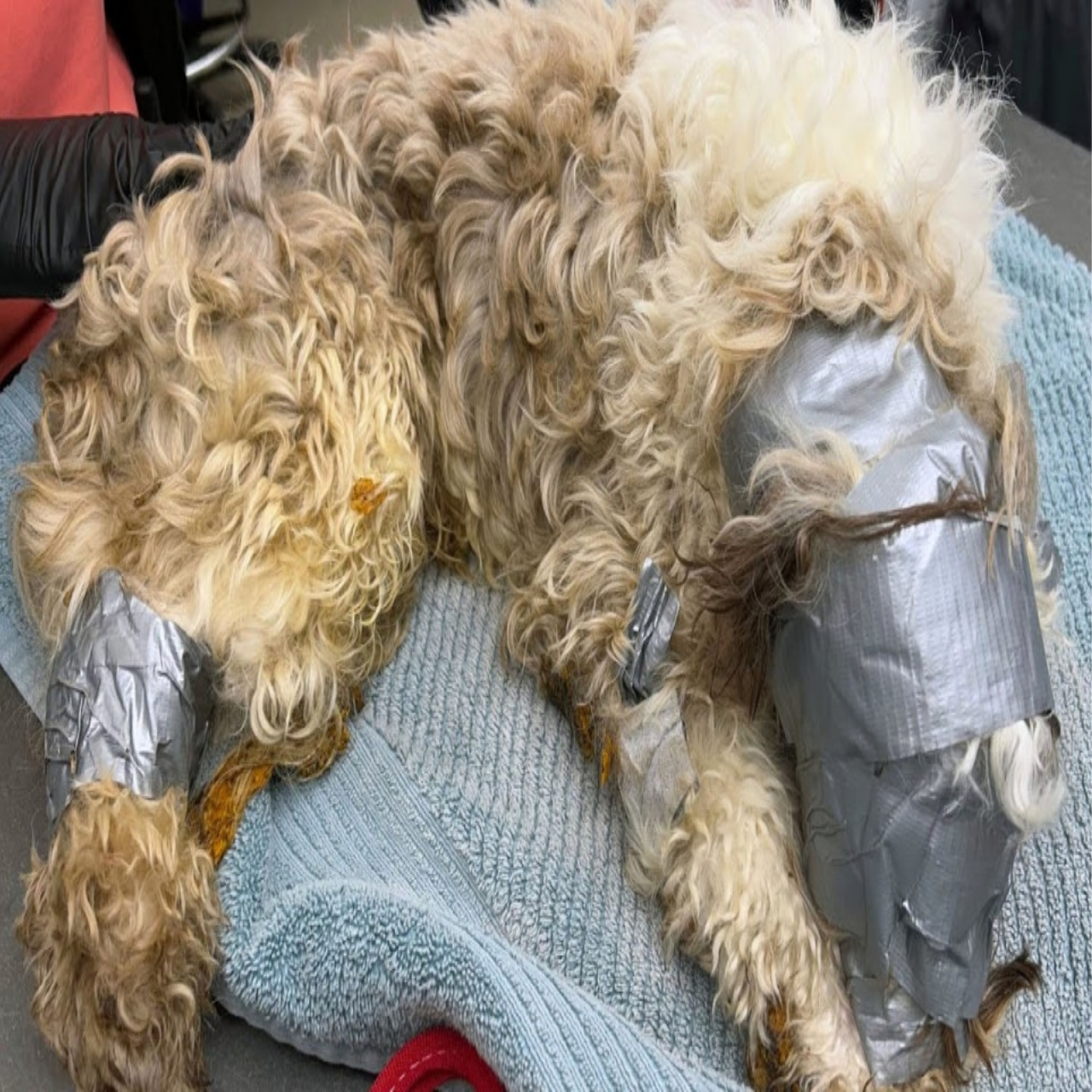 Resilient Leo Found: From Dumpster Debris to Joyful Reunion with Family