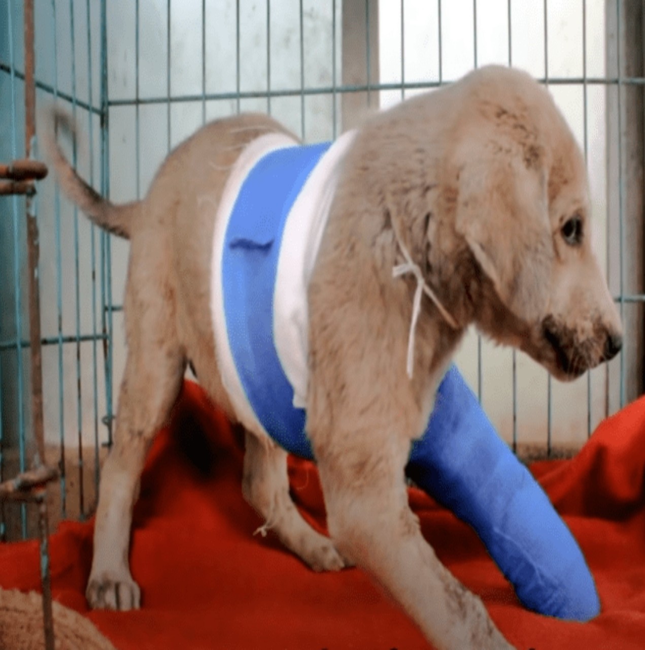 Stranger’s Compassion and Little Girl’s Resilience Illuminate Hope in Adversity