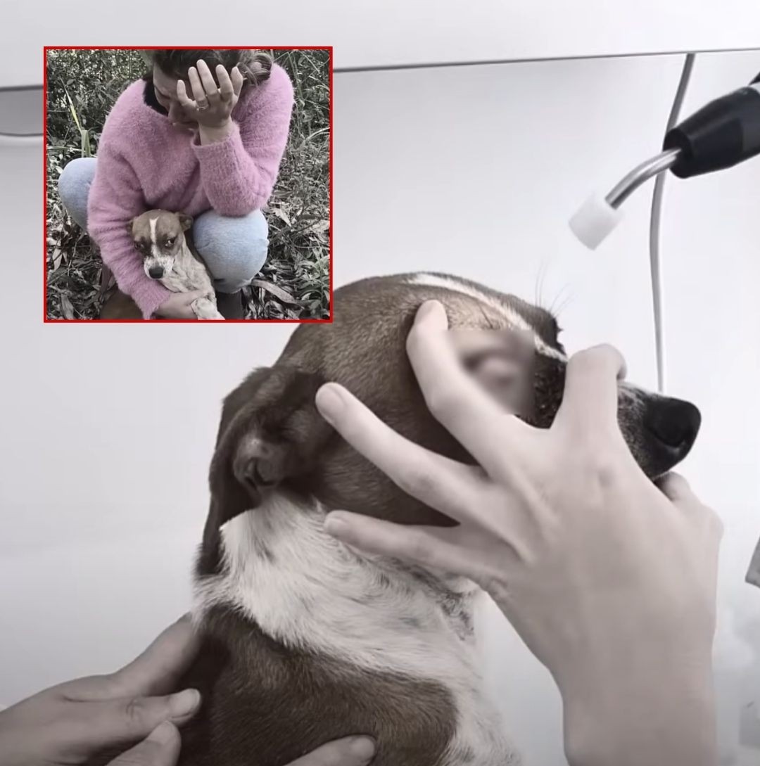 The Dog Who Waited in the Forest: Gustavo’s Journey from Abandonment to Peace