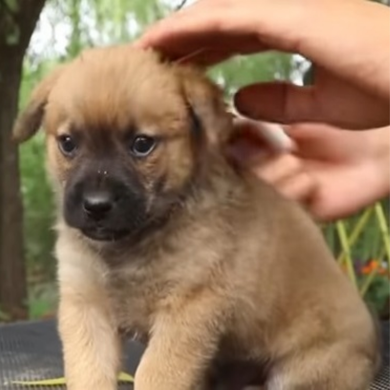 Rescue Turns Into Joyful Journey for Special Needs Puppy at Paw Shelter