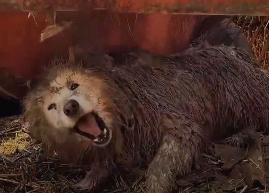 A Dog’s Quiet Comeback: Beike’s Journey from Fear to Trust