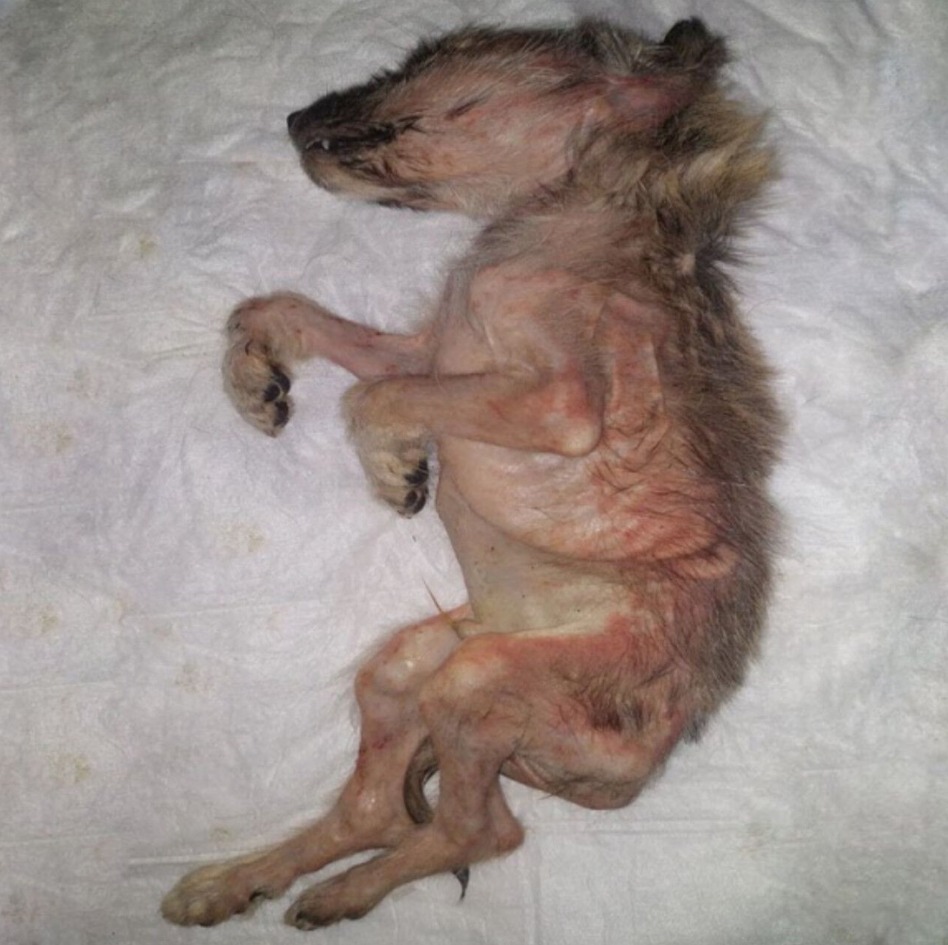 Resilient Puppy Overcomes Abuse with Love, Determination, and a Fighting Spirit