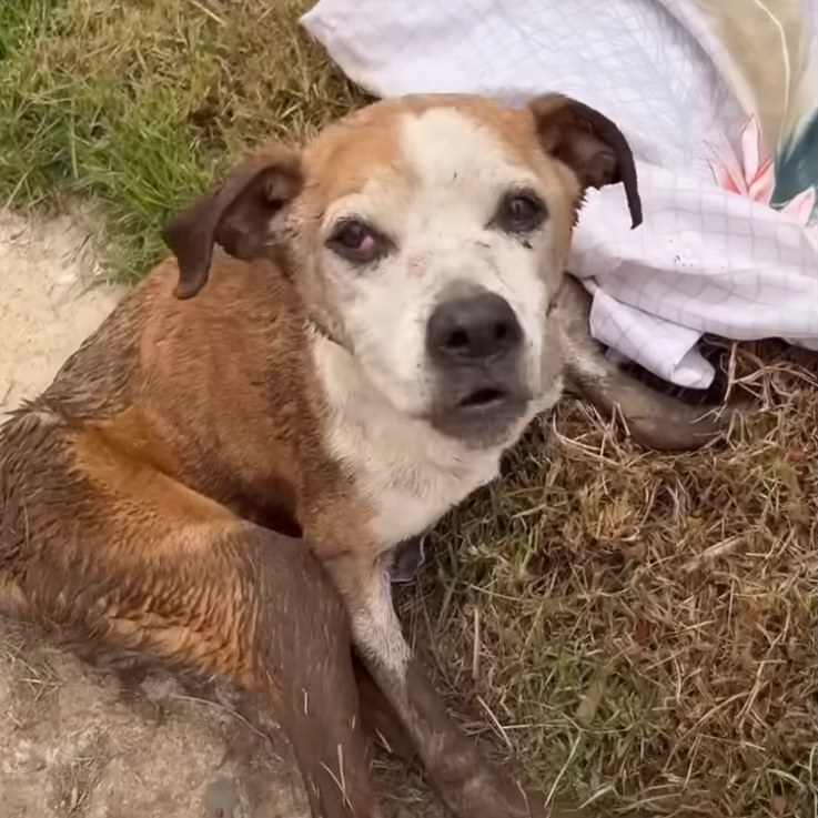 Margarita’s Second Chance: How Love Brought an Old Dog Back to Life