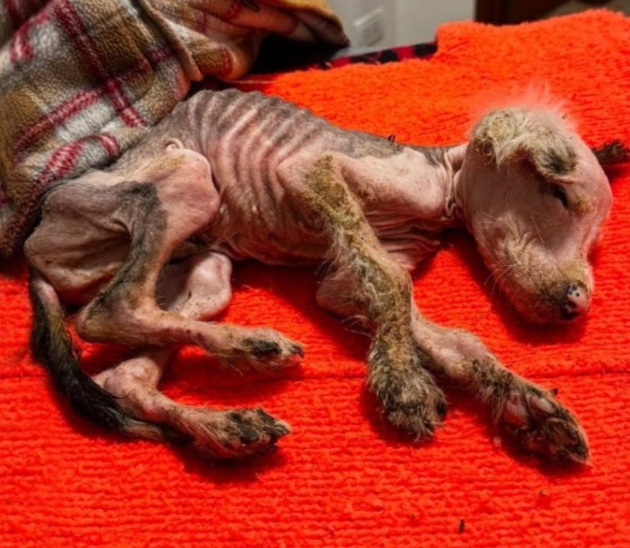 A Starving Puppy Clung to Life, Abandoned by Cruelty, Saved by a Stranger’s Heart