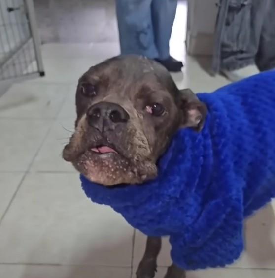 Valentina’s Light: The Silent Strength of a Forgotten Dog