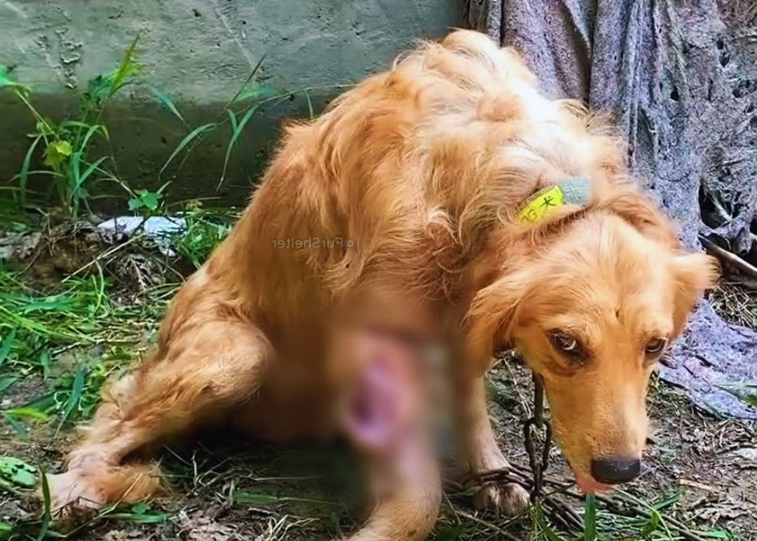 A Golden Retriever’s Silent Fight for a Second Chance at Love