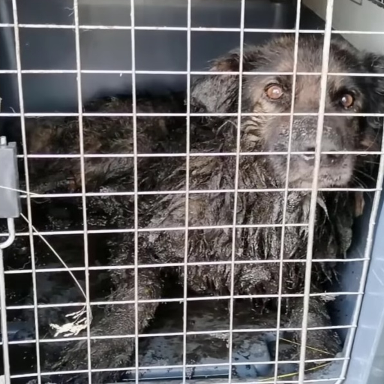 Rescued Dog Overcomes Odds, Seeks a Loving Home Despite Blindness and Health Challenges