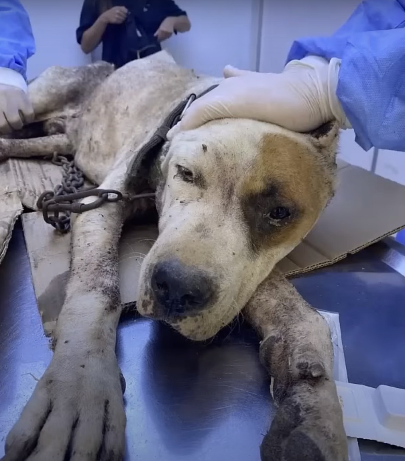 A Pitbull Named Lover Finds Redemption